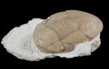 Nice, Caudillaenus Oblongatus Trilobite - Russia #89068-1